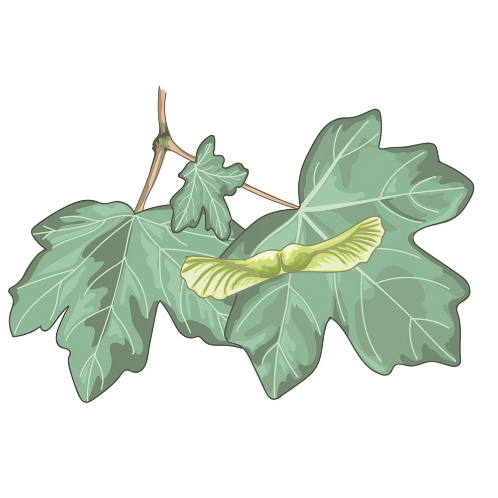 Imagen 9. Astigar arrunta