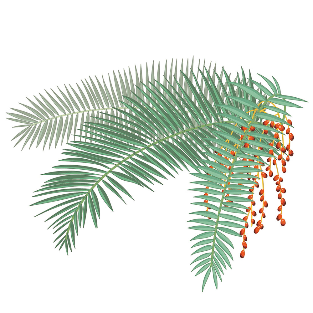 Imagen 23. Kanariar palmondoa