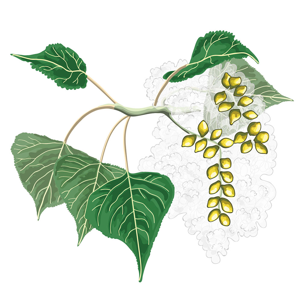 Imagen 1. Makal beltza