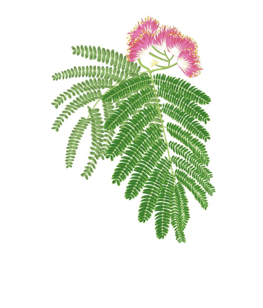 Imagen 2 Acacia de Constantinopla (Albizzia julibrissin Durazz)