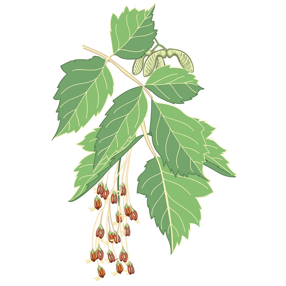 Imagen Arce negundo / Arce de hojas de fresno (Acer negundo L.)