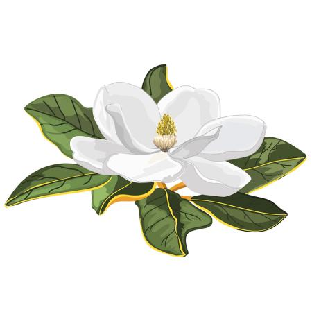 Imagen 13 Magnolia común