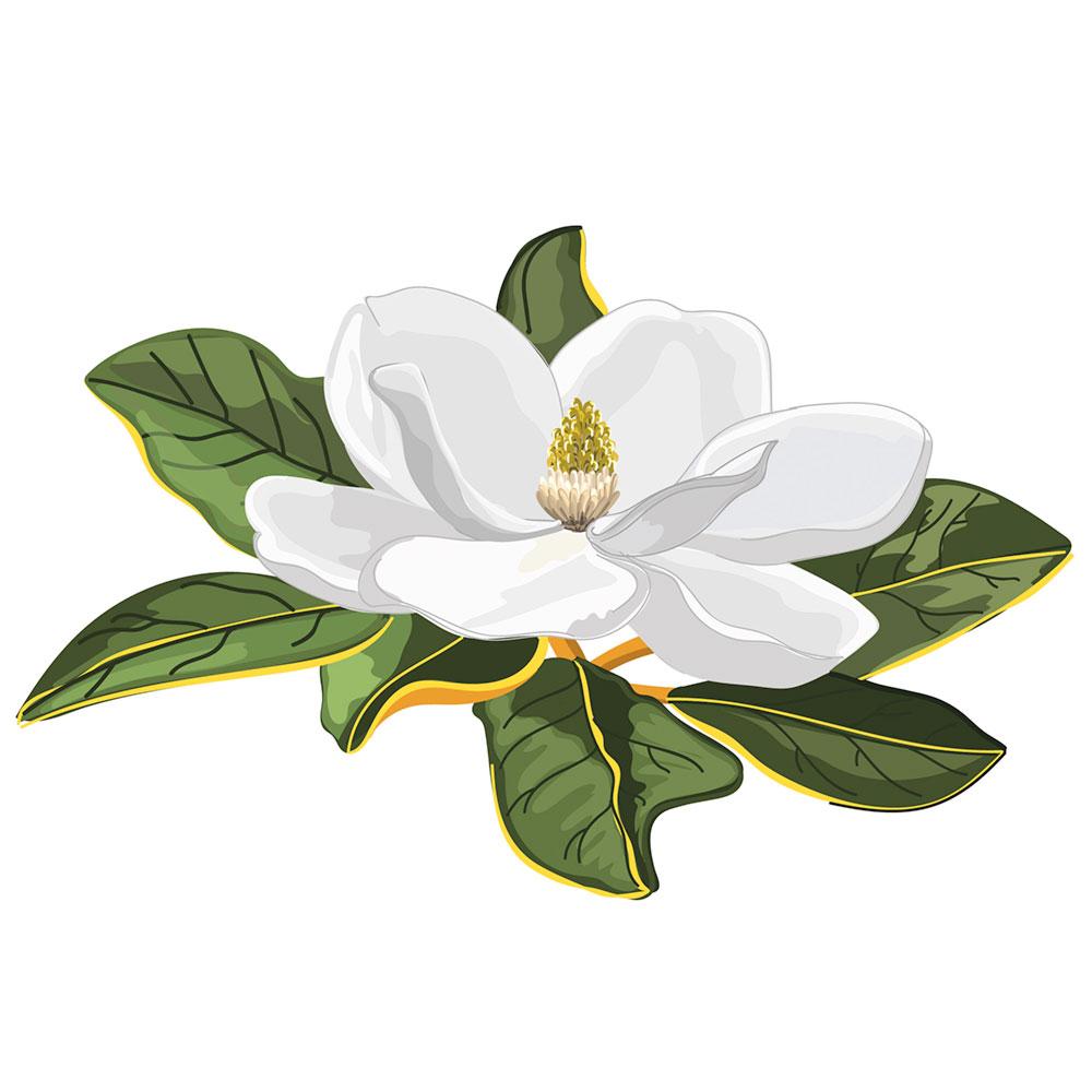 Imagen Magnolia común (Magnolia grandiflora L.)