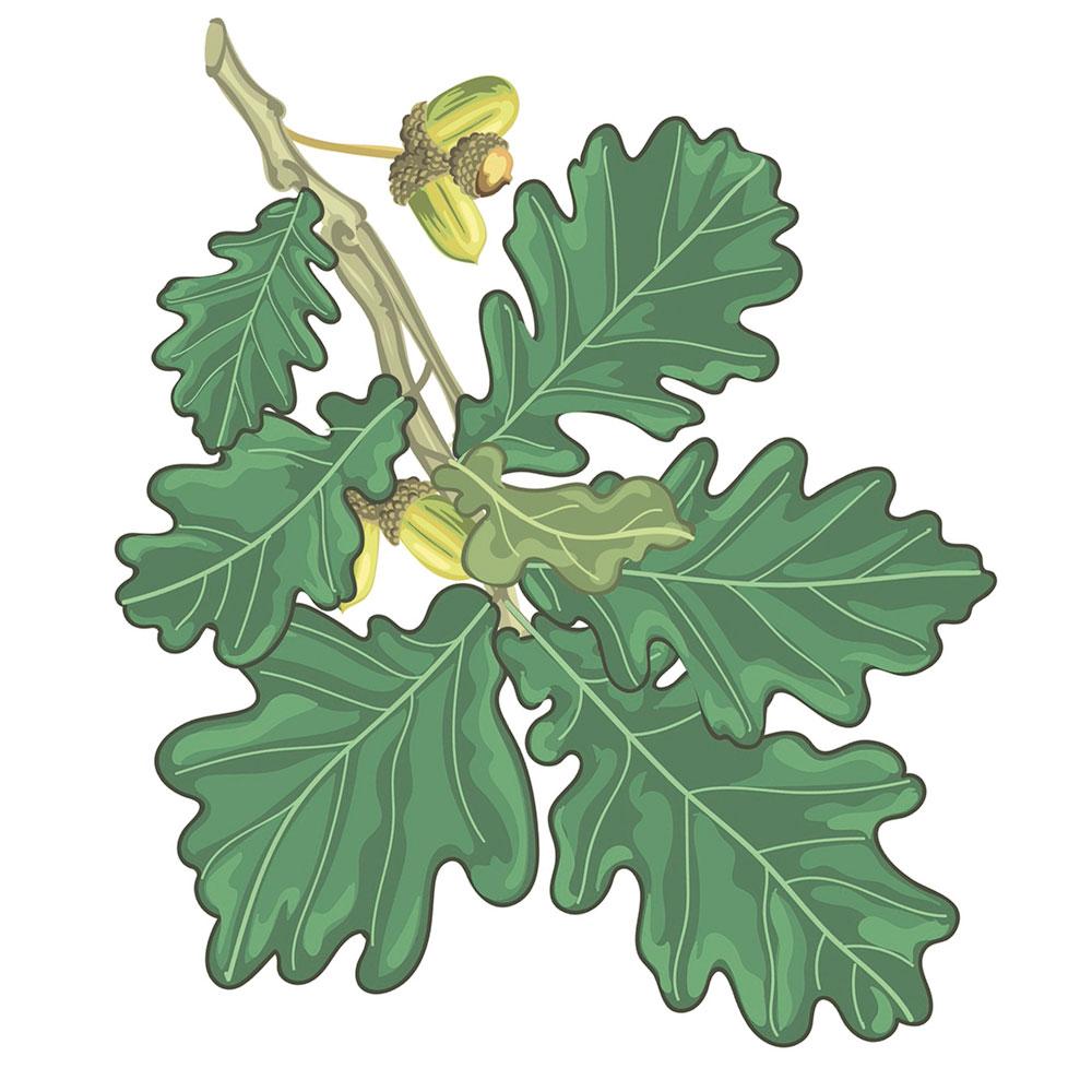 Imagen Roble pedunculado / Carballo (Quercus robur L.)