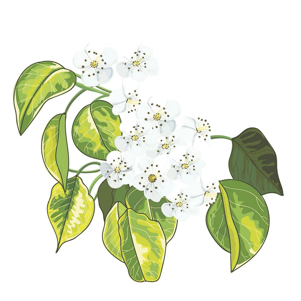 Imagen Peral de flor (Pyrus calleriana 