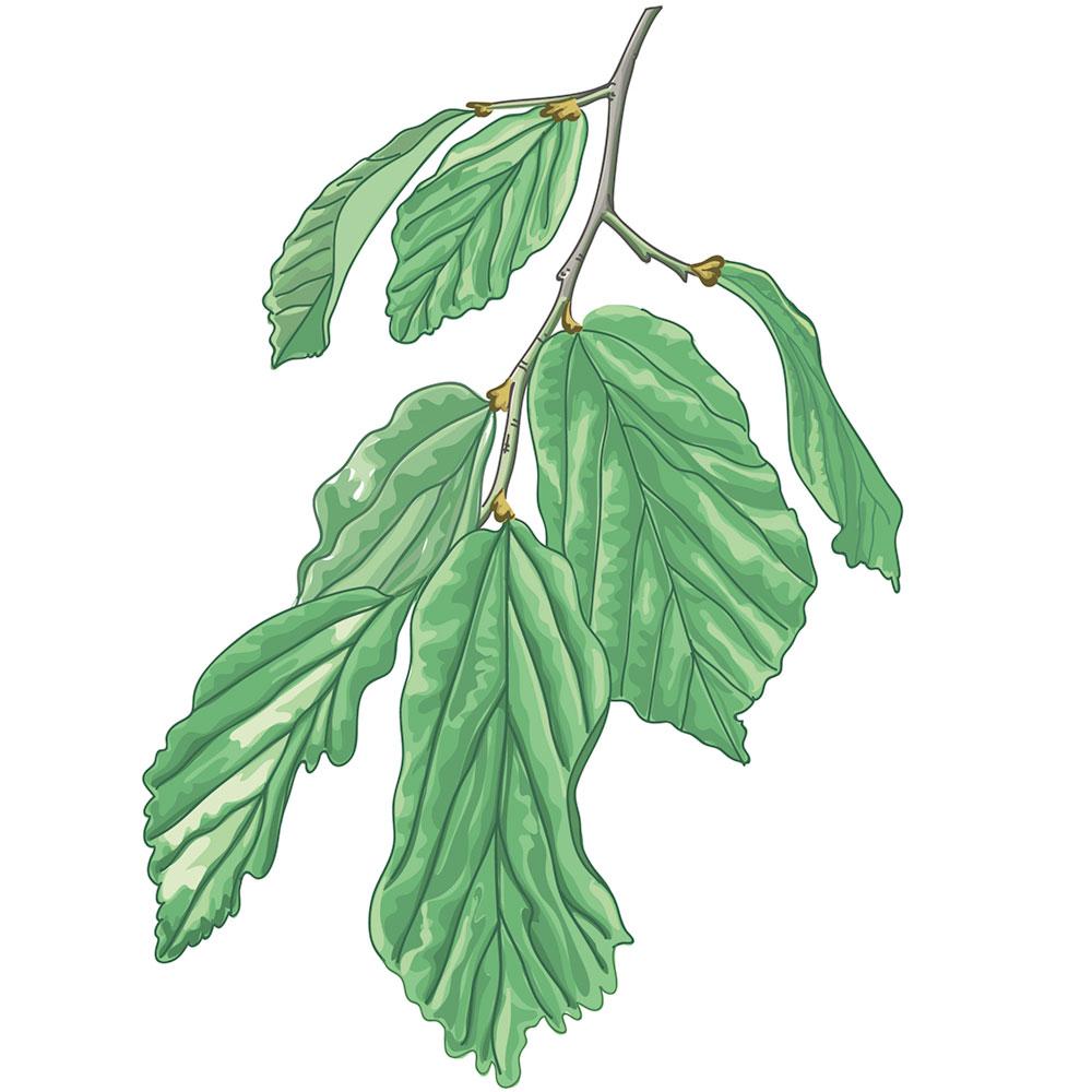 Imagen Parrotia de Persia / Árbol de hierro (Parrotia persica (D.C.)C.A. MEY)