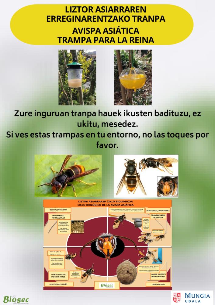 Imagen Trampa para la reina Avispa Asiática