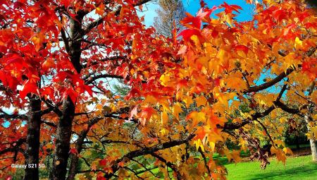 A. Hosto koloretsuak