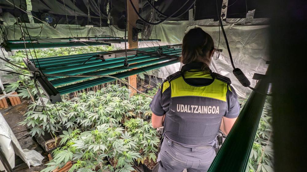 Imagen La Policía Local de Mungia detiene a dos varones como presuntos responsables de una plantación de marihuana en un caserío de Gatika