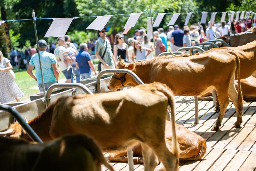 Irudia San Pedro jaietako nekazaritza azokan parte hartzeko izena emateko epea...