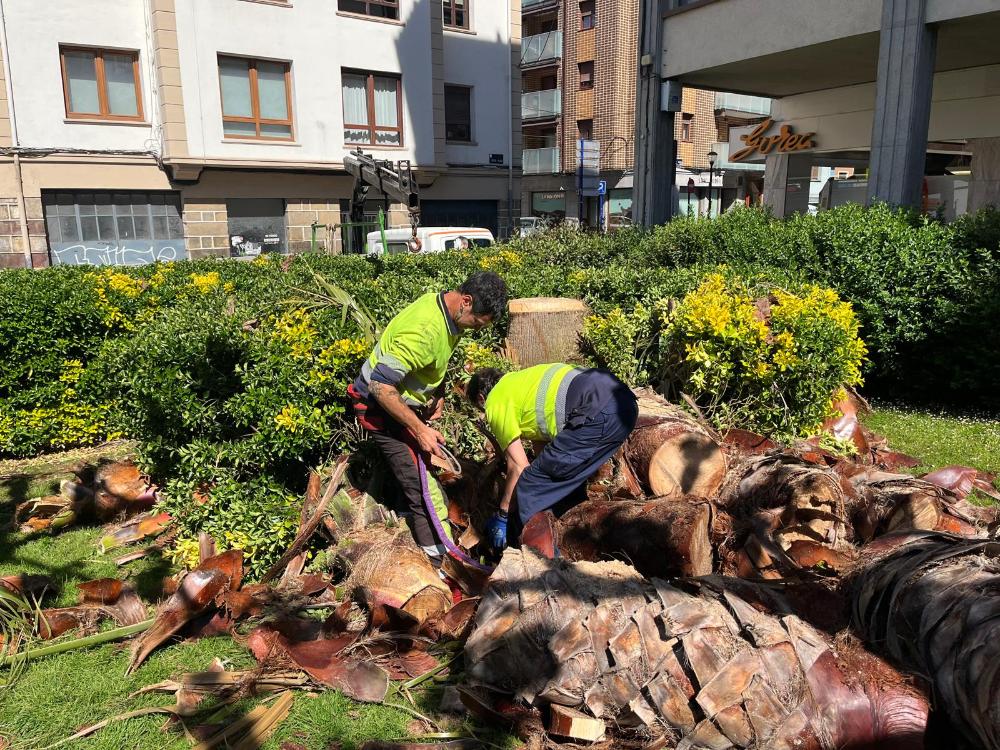 Irudia Udalak palmondoak moztu ditu San Pedro plazan, hiri-ingurunea hobetzeko
